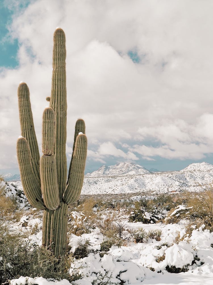 Saguaro Desert Snow
