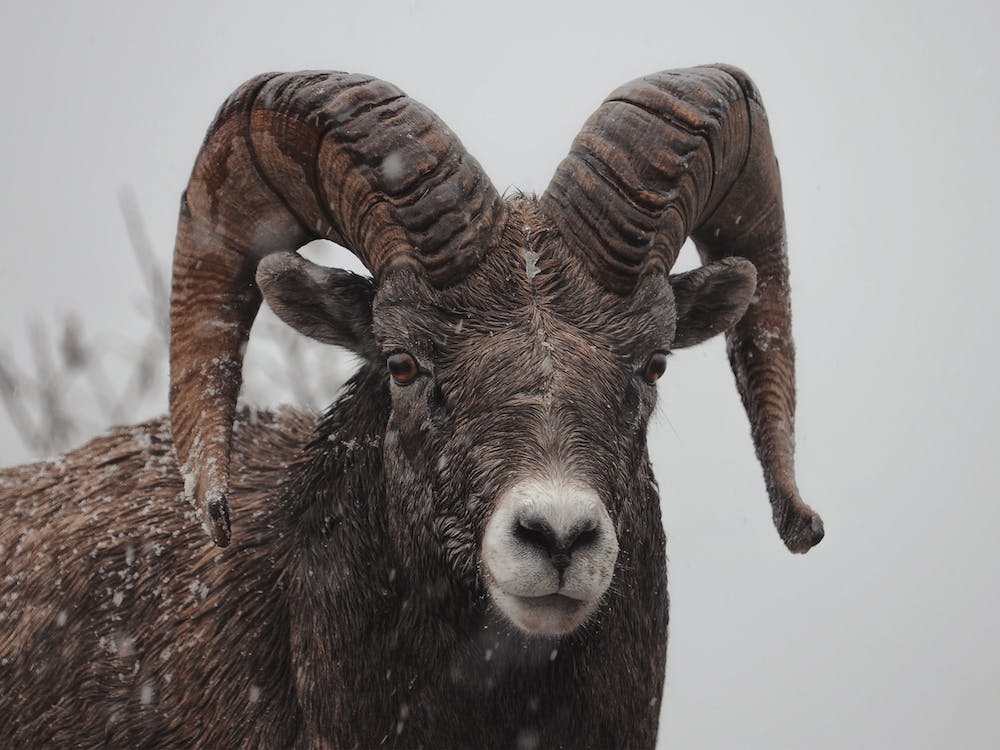 Winter Bighorn Sheep