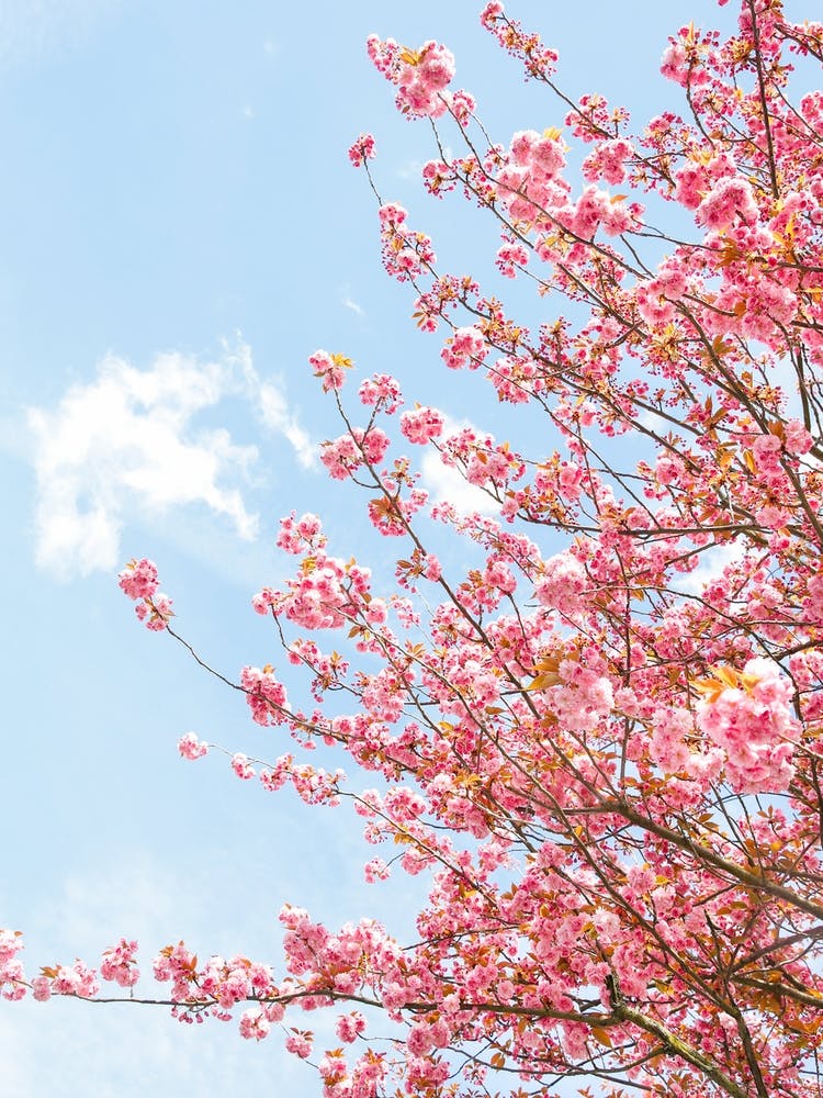 Bright Pink Blossom