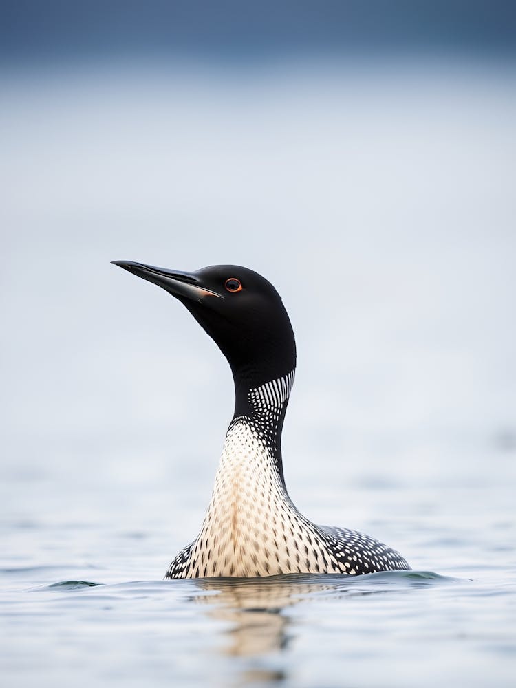 Loon on the Lake