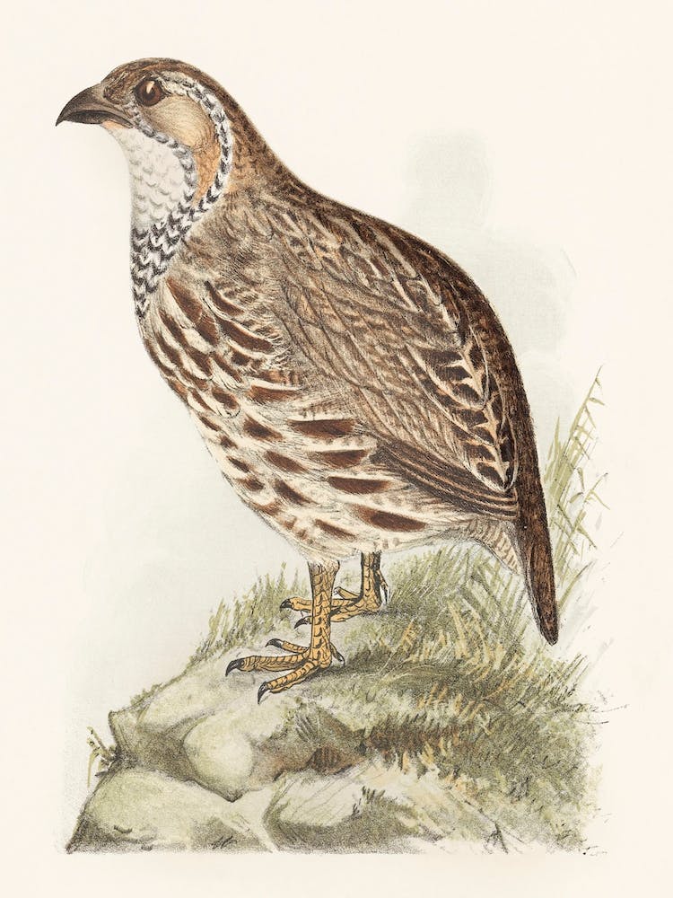 Partridge (Francolinus Jugularis) (1878–1889), Theo Van Hoytema
