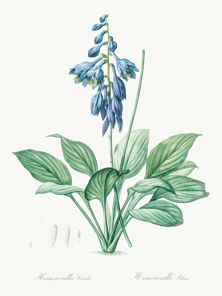 Daylily Illustration From Les Liliacées (1805), Pierre Joseph Redoute