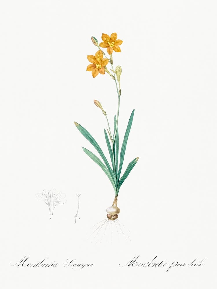 Coppertips Illustration, Pierre Joseph Redoute