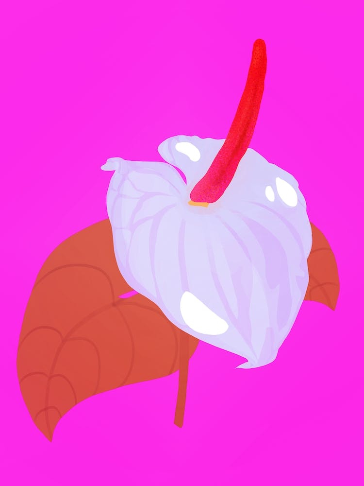 Anthurium