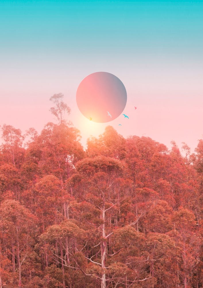 Colorful Birds In The Sky