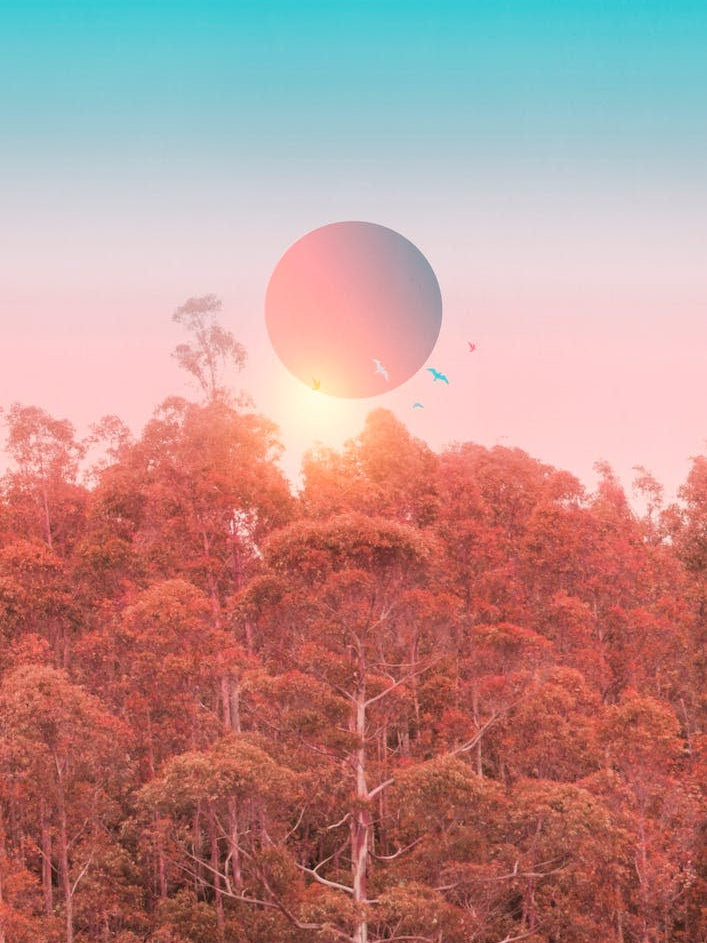 Colorful Birds In The Sky