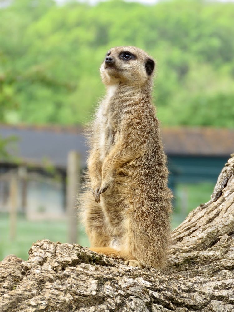 Suricate debout sur une bûche