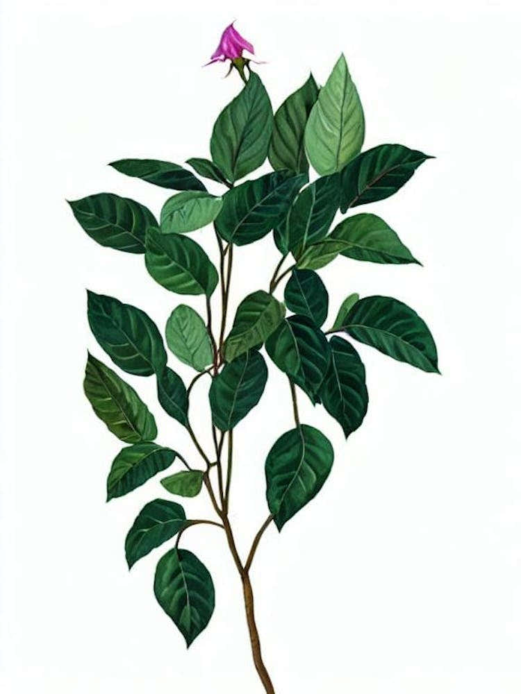 Periwinkle Flower (Catharanthus Roseus) Watercolor