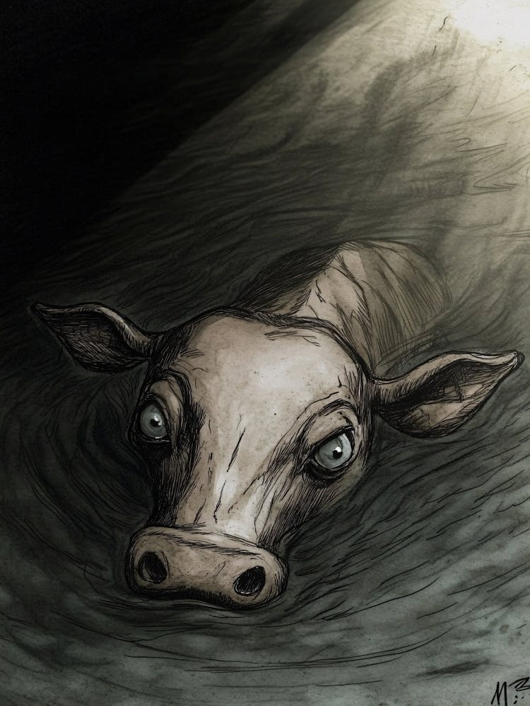 Cow In The Water 1