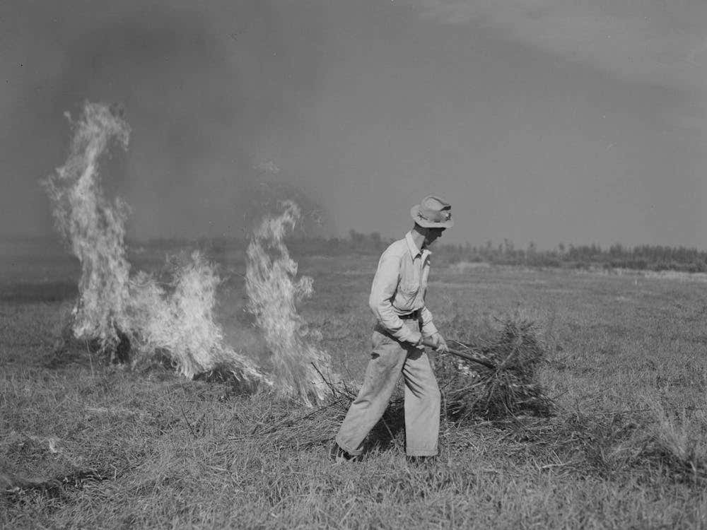 Burning A Field Of Clover That Was Too Poor To Harvest For Seed Near Littlefork, Minnesota By Russell Lee