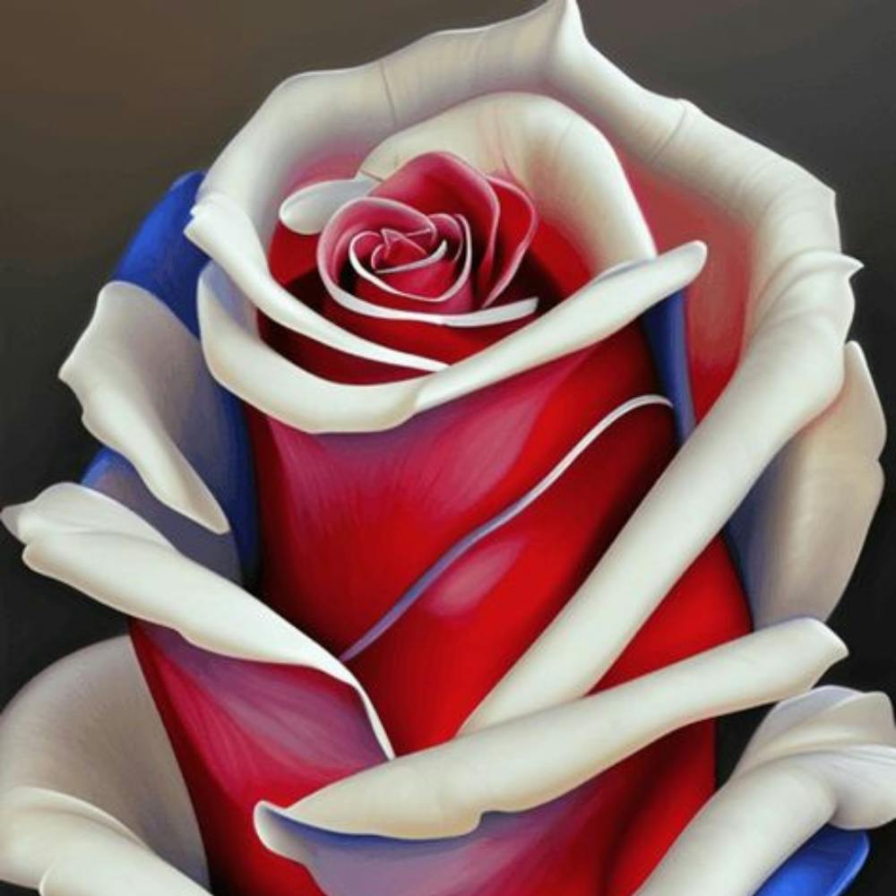 Rote, weiße und blaue Rose 1