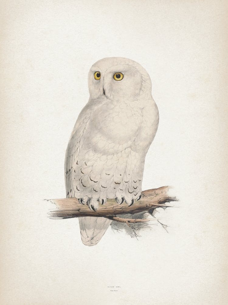 Vintage Lear 2 Snow Owl