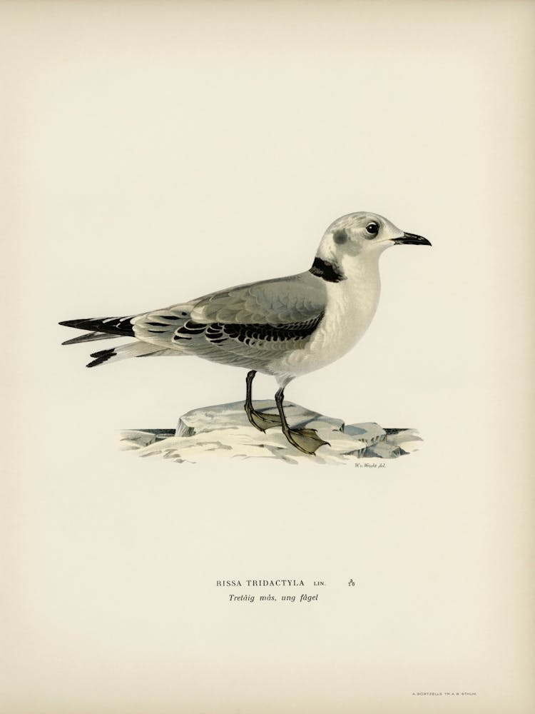 Black Legged Kittiwake, The Von Wright Brothers