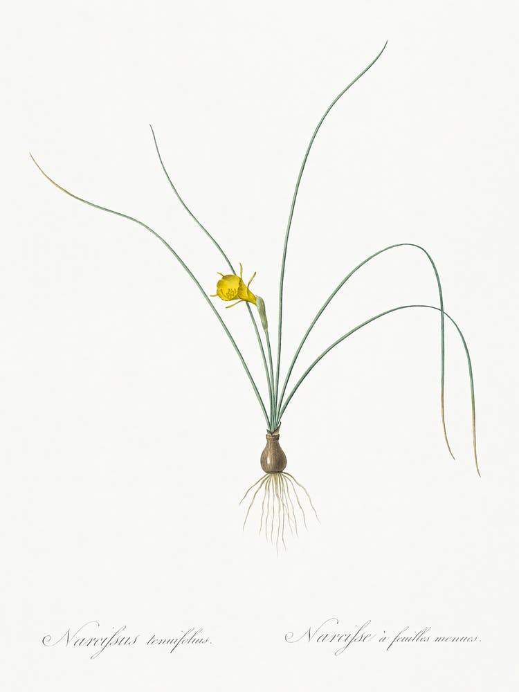 Petticoat Daffodil Illustration From Les Liliacées (1805), Pierre Joseph Redoute