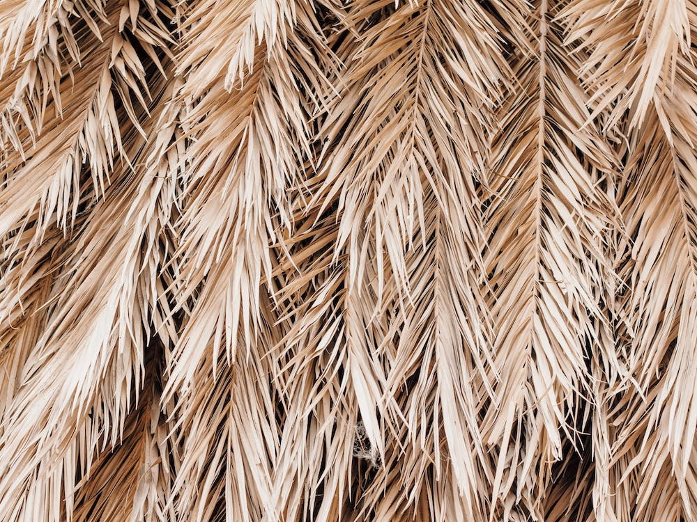 Dried Botanical Leaf