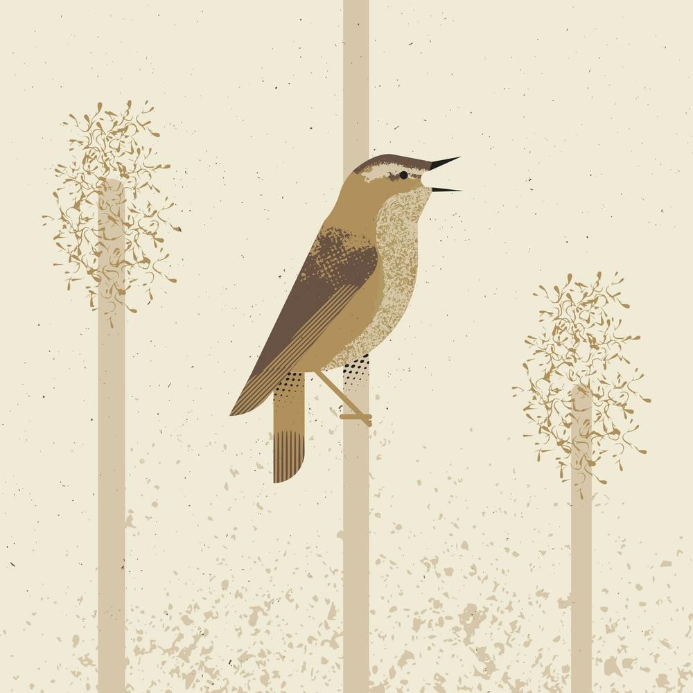 Sedge Warbler