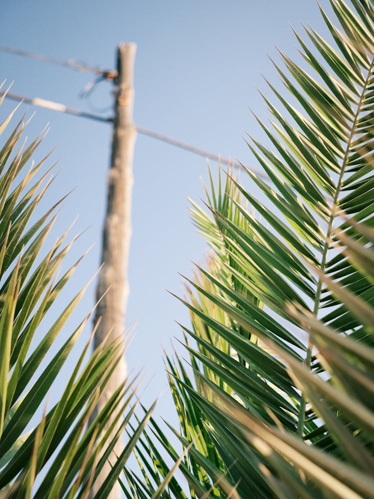 Palm leaves // Ibiza Nature & Travel Photography 1