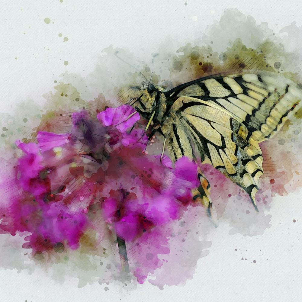 Butterfly On Purple Flower