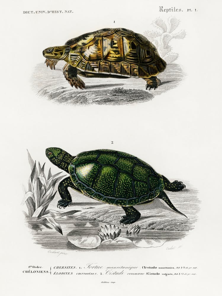 Tortoises (Testudo) And Pond Turtle (Emys Orbicularis), Charles Dessalines D' Orbigny