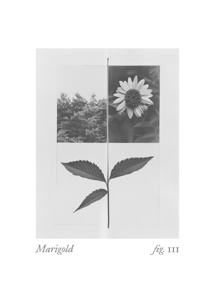 Marigold Botanical Collage 1