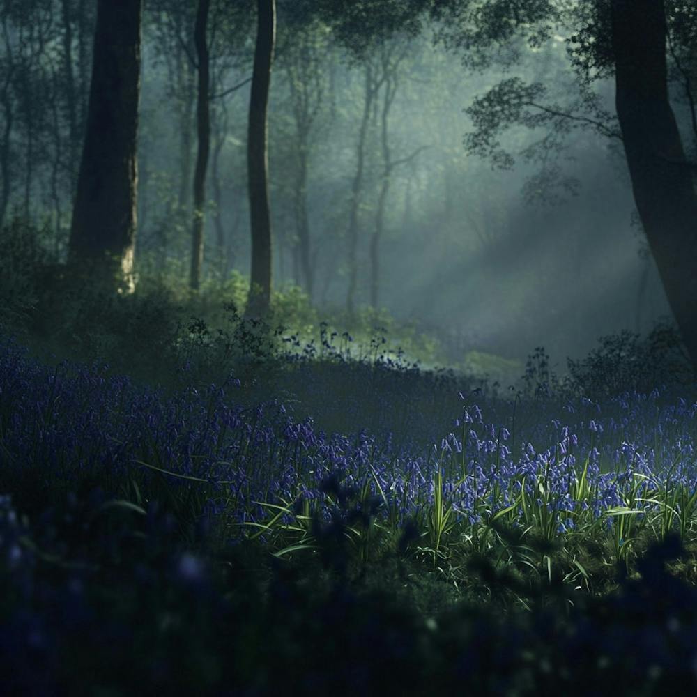 Bluebells In The Forest