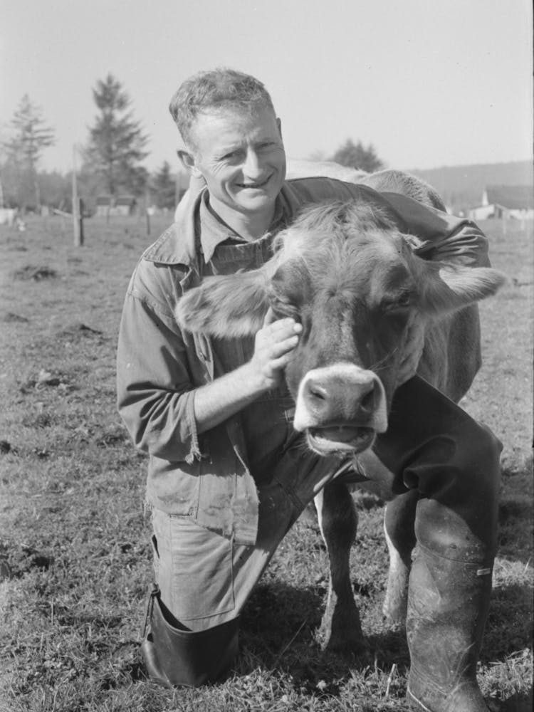 Fsa (Farm Security Administration) Rehabilitation Borrower Who Is A Dairy Farmer With One Of His Cows, Tillamook