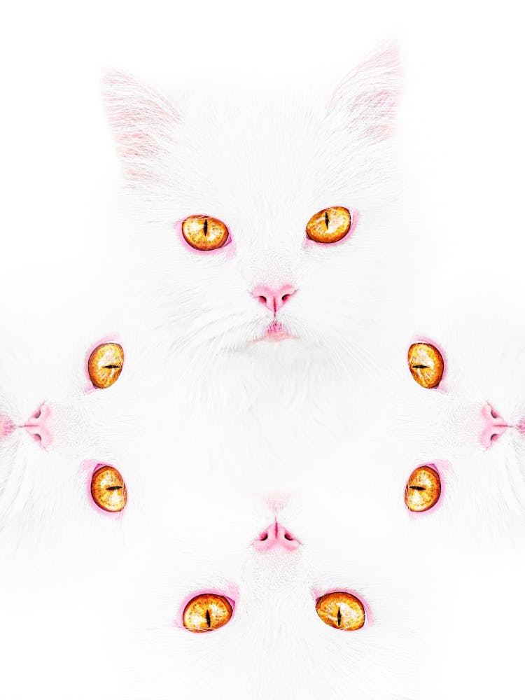 Cat Gaze. White Cat With Yellow Eyes And Pink Nose.