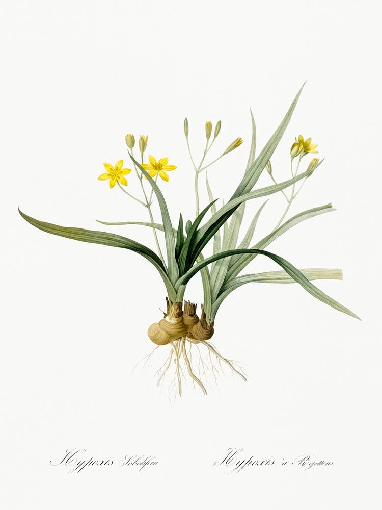 Hypoxis Sobolifera, Pierre Joseph Redoute