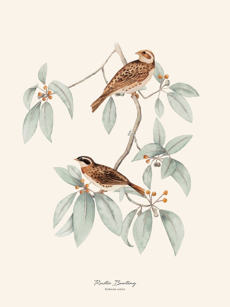 Rustic Bunting