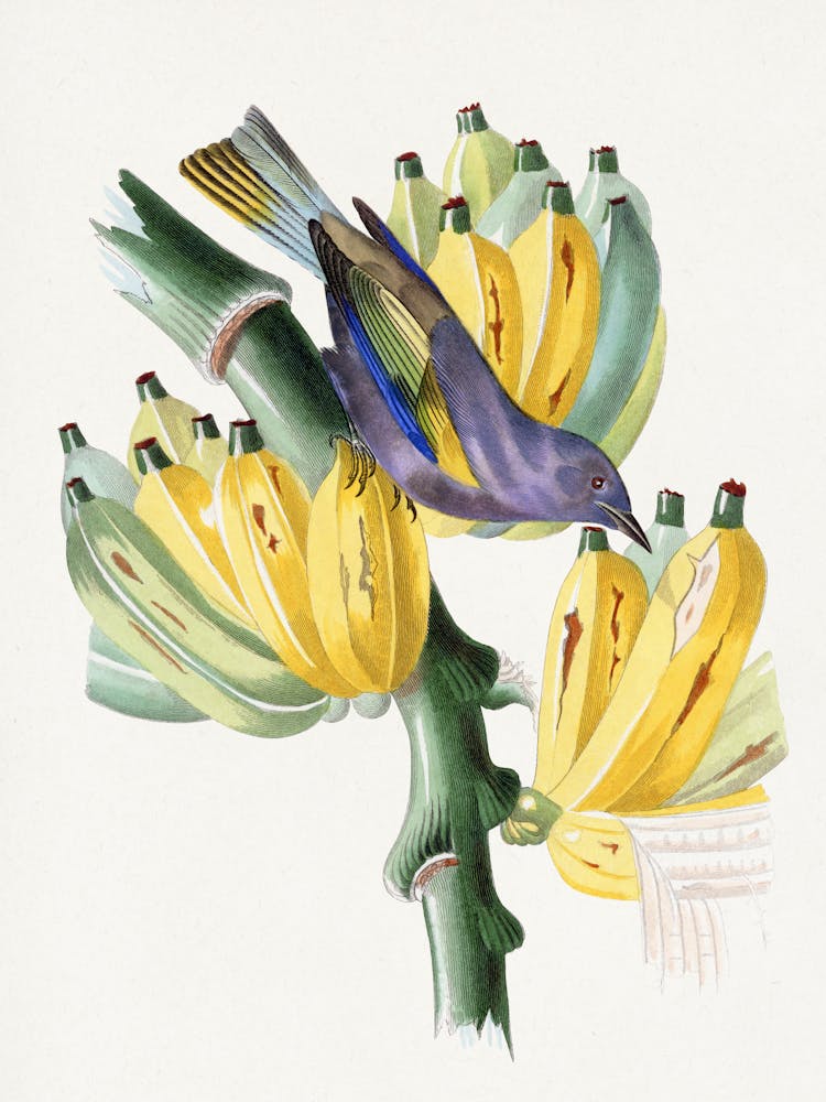 Bird On Banana Tree