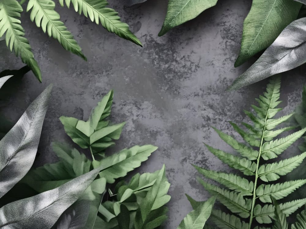 Ferns And Leaves