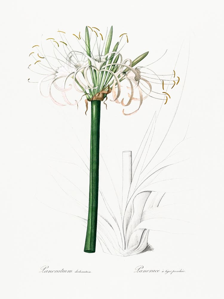 Caribbean Spider Lily Illustration From Les Liliacées (1805), Pierre Joseph Redoute