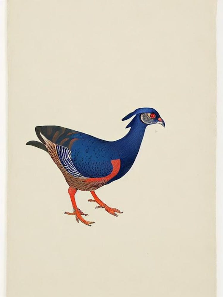 Illustration De Faisan Oiseau