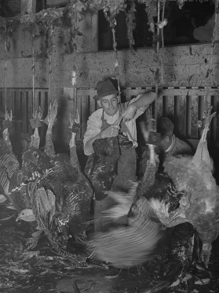 Hanging Turkey As The Killer Slits The Turkey S Throat While It Is In This Position, Cooperative Poultry House, Brownwoo