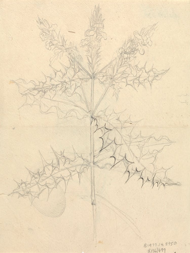 One Of Miscellaneous Sketches In Wrapper, Luigi Balugani