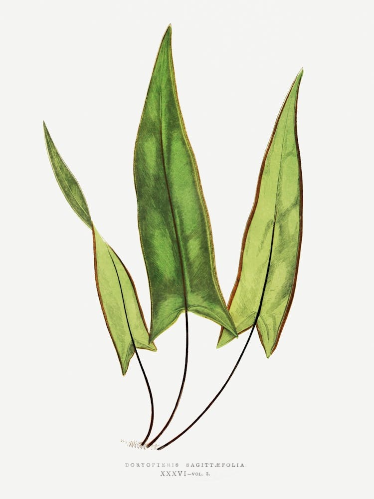 Lily Of The Valley