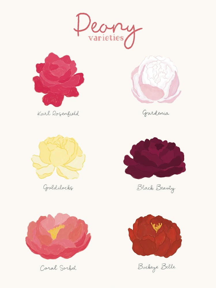 Peony Varieties | Botanical Wall Art | Floral Print | Peony Flower Decor | Birth Month Flower Art | Flower Lover