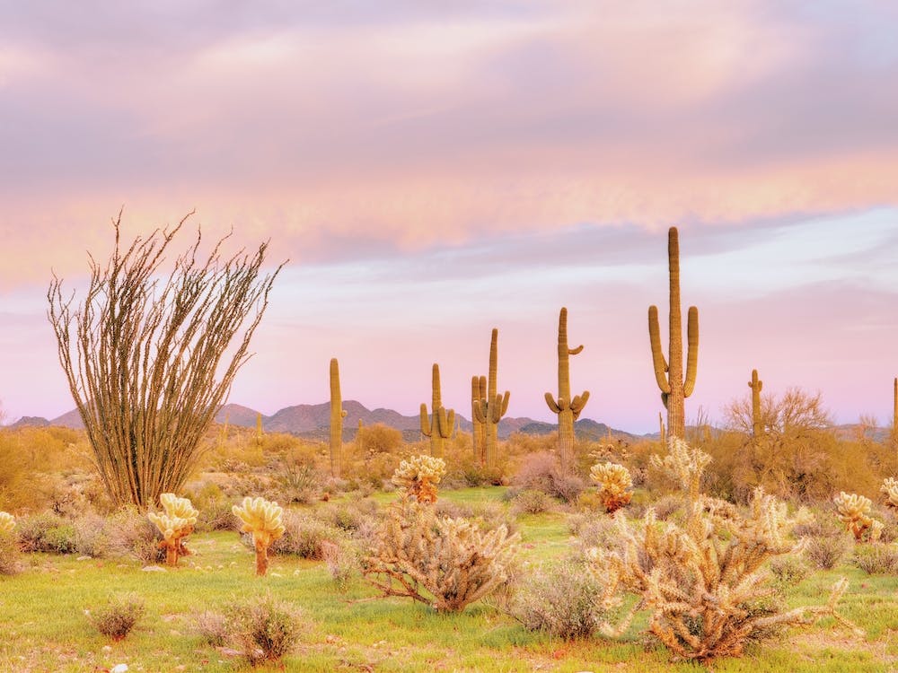 Pastel Desert Scenery