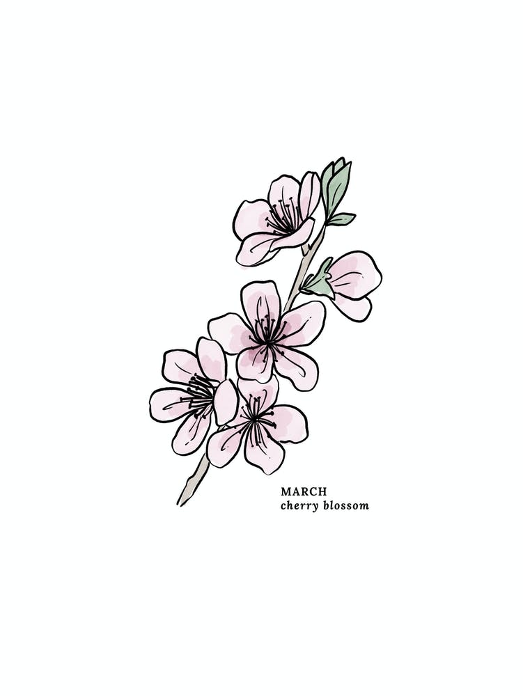 March Cherry Blossom Birth Flower