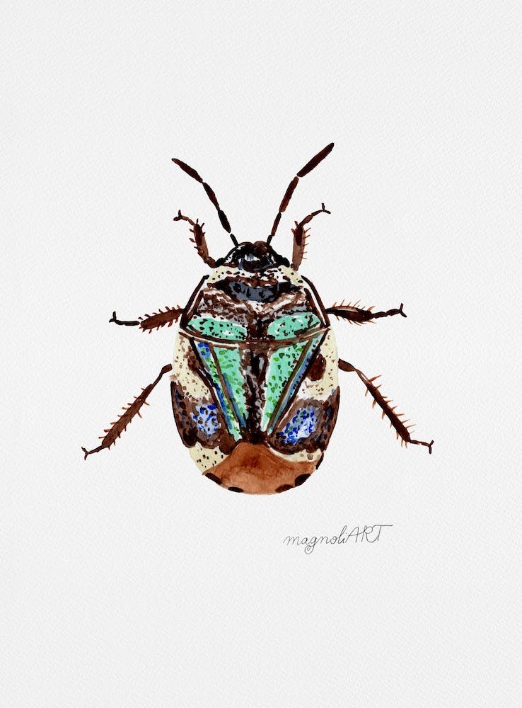 Tritomegas bicolor or pied shield bug , watercolor artwork