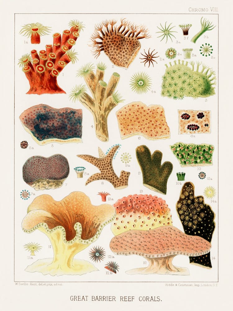 Great Barrier Reef Corals