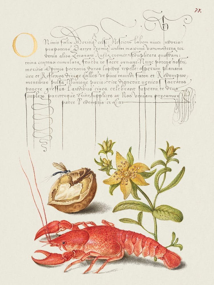 Insekt, Englische Walnuss, Johanniskraut und Flusskrebs aus Mira Calligraphiae Monumenta, Joris Hoefnagel
