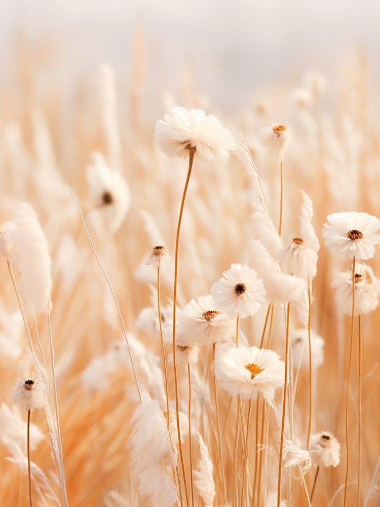 Boho Dried Flowers Daisy 1