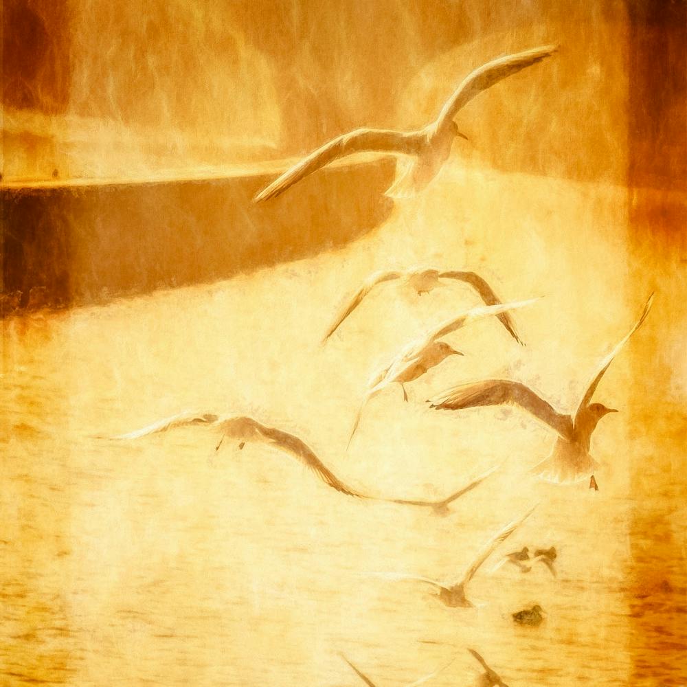 Seagulls On The Wing