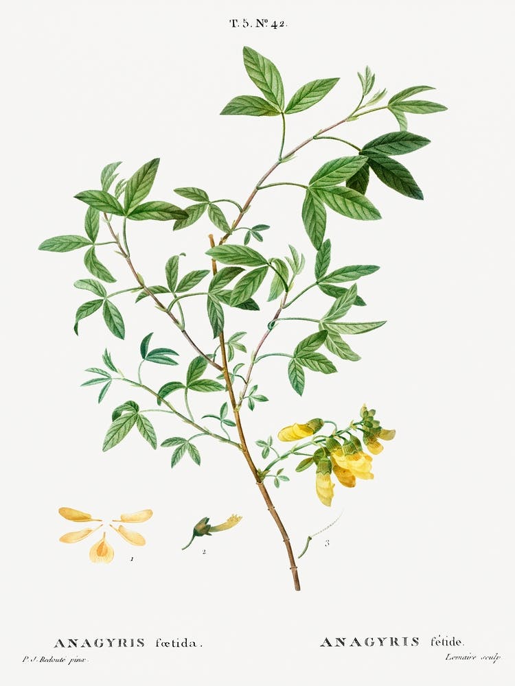 Stinking Bean Trefoil, Pierre Joseph Redoute