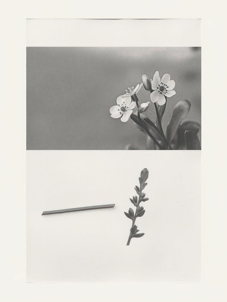 Forget Me Not Flower Photo Collage 1