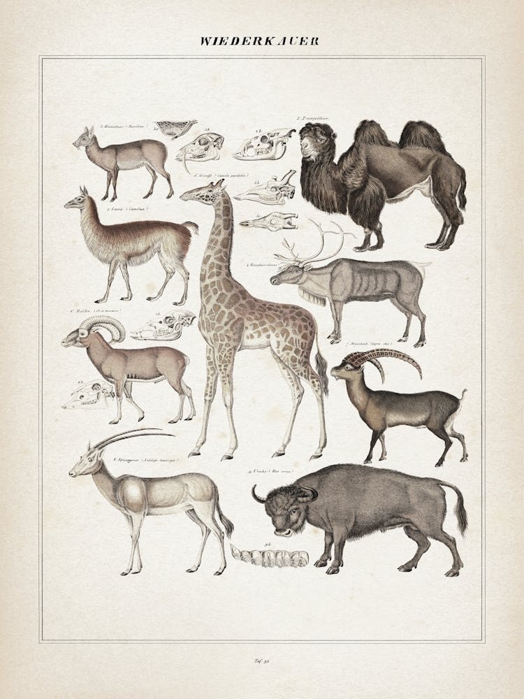 Vintage Oken 1 Wiederkäuer