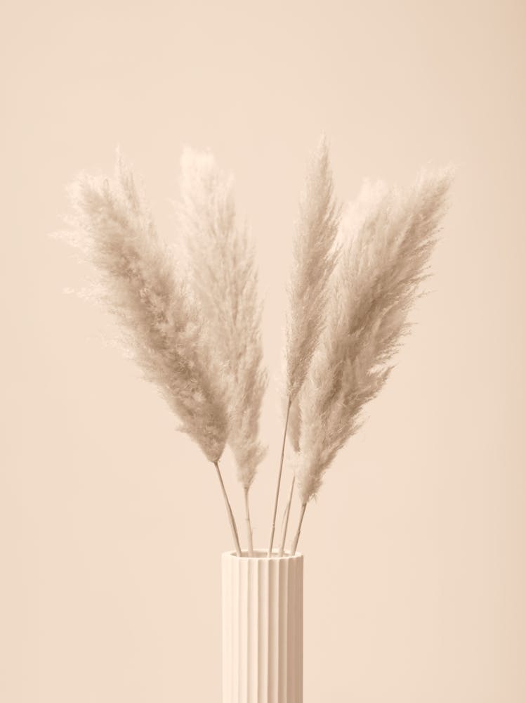 White Vase With Pampas Grass_2064687