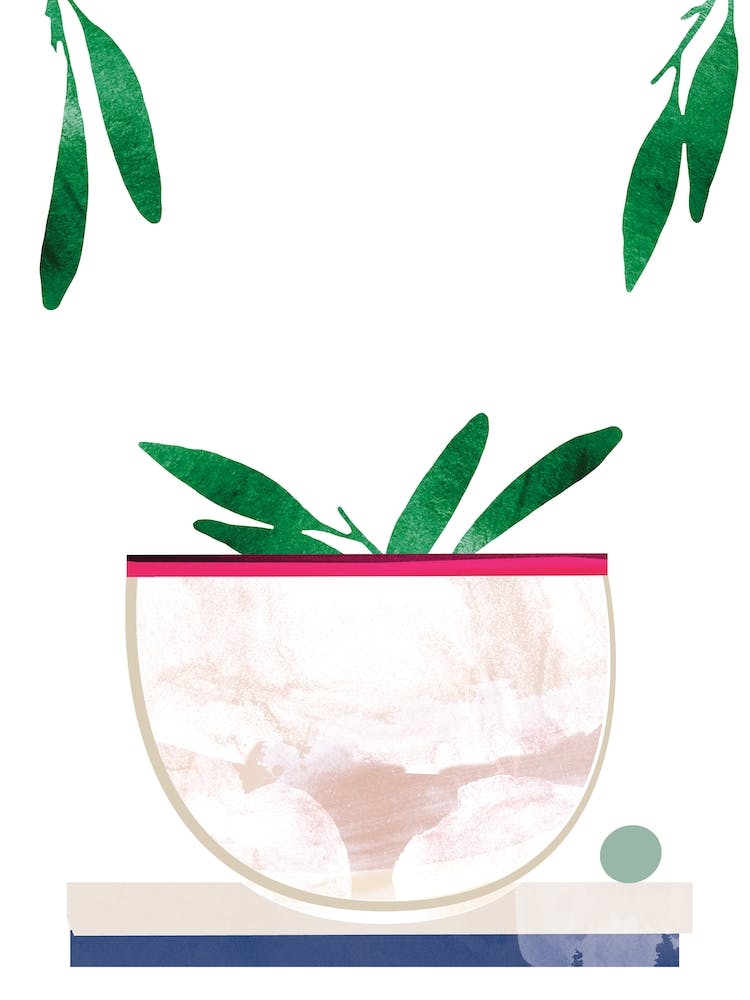 Pot Plant