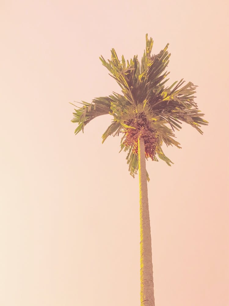 Pink Palm Tree Sunset